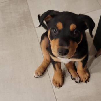 Rescue Hound and Mixed Breed Dogs for Adoption in Jersey City, New Jersey - Luke Hughes | PetCurious
