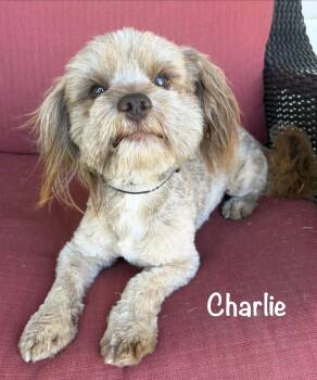 Charlie - WOK -  Shih Tzu and Miniature Schnauzer Dog Available for Adoption in Albert Lea, Minnesota - Charlie - WOK | PetCurious