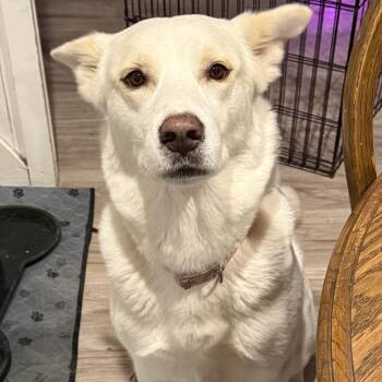 Juniper -  Great Pyrenees and Siberian Husky Dog for Adoption in Krum, Texas - Juniper | PetCurious