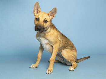 IVY -  German Shepherd Dog Dog for Adoption in Phoenix, Arizona - IVY | PetCurious