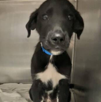Alvin -  Australian Cattle Dog Blue Heeler Dog for Adoption in Parma, Ohio - Alvin | PetCurious