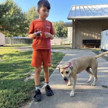 Dorantarte / Griff -  Labrador Retriever Dog for Adoption in Broomfield, Colorado - Dorantarte / Griff | PetCurious