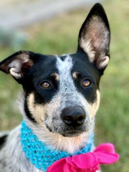 Feyre -  Australian Cattle Dog Blue Heeler Dog for Adoption in Mckinney, Texas - Feyre | PetCurious