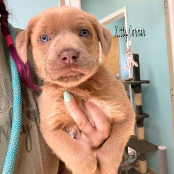 Retriever and Shepherd Dogs Available for Adoption - Espresso | PetCurious