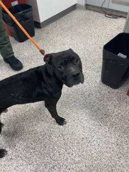 Terrier and Mixed Breed Dogs Available for Adoption in Gastonia, North Carolina - Jerry | PetCurious