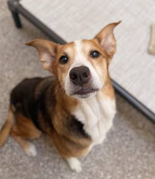 Pip Squeak -  Beagle Dog for Adoption in Hilton Head Island, South Carolina - Pip Squeak | PetCurious
