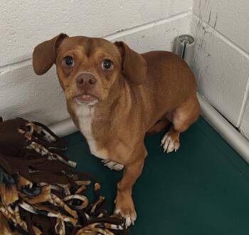 Mr. Magoo -  Chihuahua and Dachshund Dog for Adoption in West Palm Beach, Florida - Mr. Magoo | PetCurious