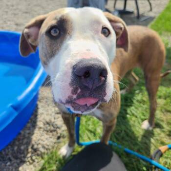 Dove -  Pit Bull Terrier Dog for Adoption in Fort Wayne, Indiana - Dove | PetCurious