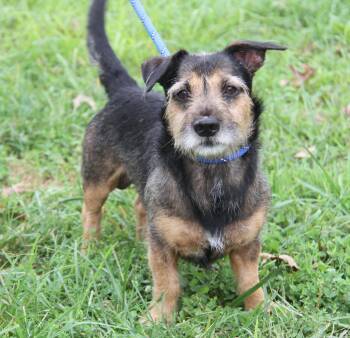 McGruff (Photos September 17th 2026) -  Terrier Dog for Adoption in Marietta, Ohio - McGruff (Photos September 17th 2026) | PetCurious