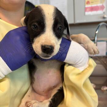 Mixed Breed Dogs Available for Adoption in Huntington, West Virginia - Julee | PetCurious