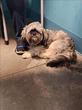 Rescue Maltese and Shih Tzu Dogs for Adoption in Houston, Texas - BRUNO | PetCurious