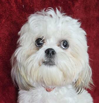 Shih Tzu and Bichon Frise Dogs Available for Adoption in Newport, Tennessee - Indie | PetCurious