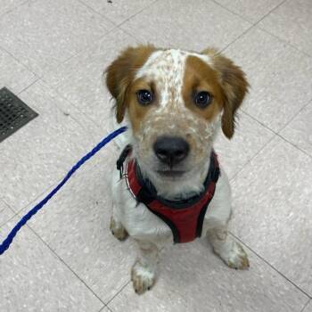 Tuck -  Australian Shepherd and Mixed Breed Dog for Adoption in Jupiter, Florida - Tuck | PetCurious