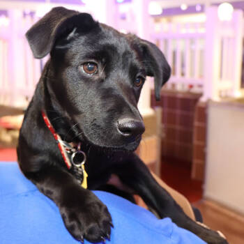 Rescue Mixed Breed Dogs for Adoption in Port Washington, New York - Pepper | PetCurious