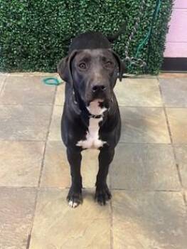 61150246 -  Pit Bull Terrier and Mixed Breed Dog for Adoption in El Paso, Texas - 61150246 | PetCurious