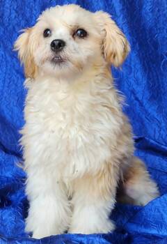 Wemby Alfred -  Shih Tzu and Poodle Dog for Adoption in Cuba, New York - Wemby Alfred | PetCurious