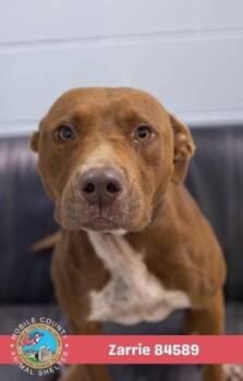 Zarrie -  Mixed Breed Dog for Adoption in Mobile, Alabama - Zarrie | PetCurious