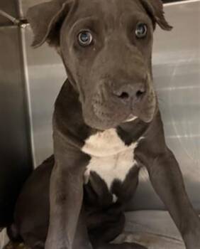 PARFAIT -  Pit Bull Terrier Dog for Adoption in Riverside, California - PARFAIT | PetCurious