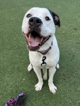 Bentley -  Mixed Breed Dog for Adoption in Kansas City, Missouri - Bentley | PetCurious