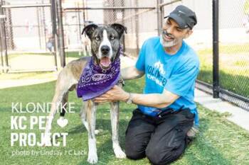 Mixed Breed Dogs Available for Adoption in Kansas City, Missouri - Klondike | PetCurious