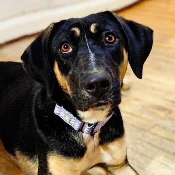 Rescue Hound and German Shepherd Dog Dogs for Adoption in Chicago, Illinois - Sable(REDUCED FEE!) | PetCurious
