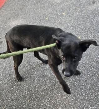 Labrador Retriever Dogs Available for Adoption in Lawrenceville, Georgia - Pen 176c Mitch | PetCurious