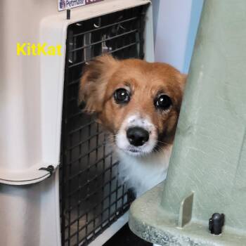 Kit Kat -  Terrier Dog for Adoption - Kit Kat | PetCurious