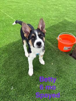 Shepherd and Mixed Breed Dogs Available for Adoption in Evergreen, Colorado - Betty | PetCurious