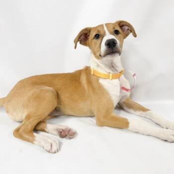 1000 (2026) Lucy -  Pit Bull Terrier Dog for Adoption in Parker, Colorado - 1000 (2026) Lucy | PetCurious