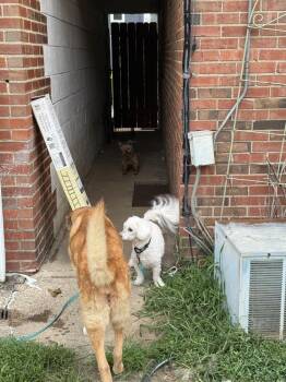 Blaze -  Bichon Frise Dog for Adoption in West Peoria, Illinois - Blaze | PetCurious