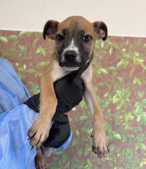 Baker -  Shepherd and Mixed Breed Dog for Adoption in San Antonio, Texas - Baker | PetCurious