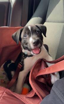 Spark -  Pit Bull Terrier and German Shepherd Dog Dog for Adoption in Sunrise, Florida - Spark | PetCurious