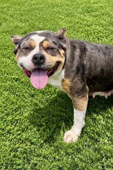 Meg -  Pit Bull Terrier Dog for Adoption in Maryville, Tennessee - Meg | PetCurious