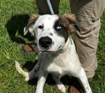 Pup Jack -  Great Pyrenees Dog for Adoption in Washington, District Of Columbia - Pup Jack | PetCurious