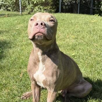 Steven -  Pit Bull Terrier Dog for Adoption in Dayton, Ohio - Steven | PetCurious