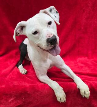 Pit Bull Terrier Dogs Available for Adoption in Frankfort, Indiana - Jack | PetCurious