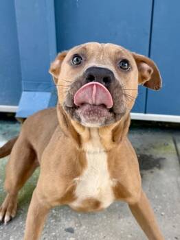 Neon Carrot (PetSmart S Claiborne) -  Pit Bull Terrier and Mixed Breed Dog for Adoption in New Orleans, Louisiana - Neon Carrot (PetSmart S Claiborne) | PetCurious