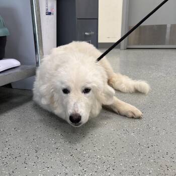 Skittles -  Great Pyrenees and Mixed Breed Dog for Adoption in Galax, Virginia - Skittles | PetCurious