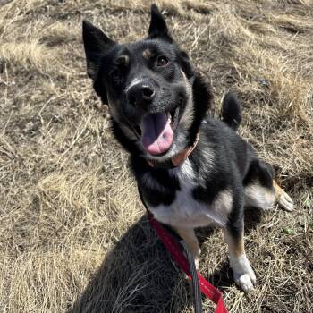 Rescue German Shepherd Dog and Husky Dogs for Adoption in Grand Forks, North Dakota - Athena | PetCurious