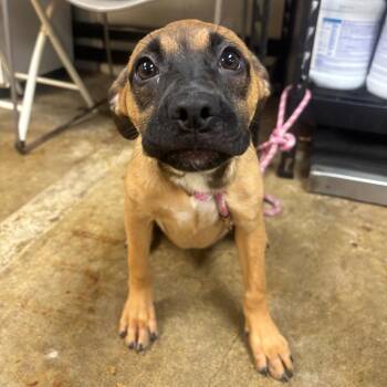 Willow -  Pug and Shepherd Dog for Adoption - Willow | PetCurious