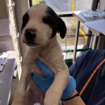 Mixed Breed Dogs Available for Adoption in Columbiana, Alabama - Saturn | PetCurious