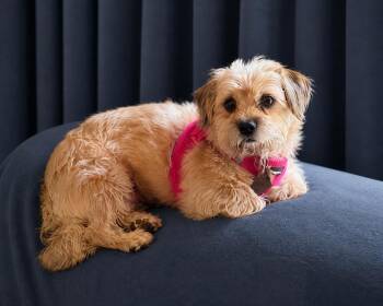 Shih Tzu and Terrier Dogs Available for Adoption in Pacolet, South Carolina - Molly Mar 26 | PetCurious