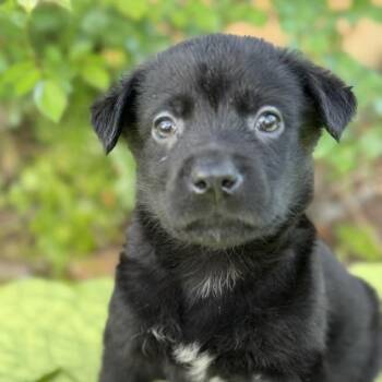 Rescue Labrador Retriever and Shepherd Dogs for Adoption in San Diego, California - Kim Possible Pup - Drakken | PetCurious