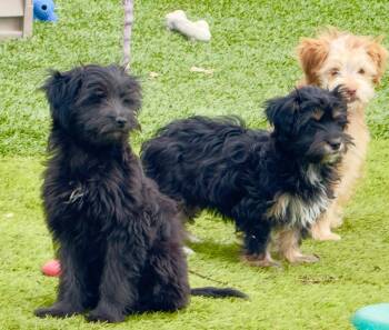 Maltese and Terrier Dogs Available for Adoption in Los Angeles, California - Empanada | PetCurious