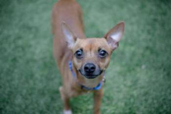 Scrappy -  Miniature Pinscher and Mixed Breed Dog for Adoption in Bellevue, Washington - Scrappy | PetCurious
