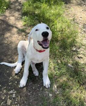 Great Pyrenees and Akbash Dogs Available for Adoption in Whitewright, Texas - Lucky | PetCurious