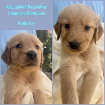 Kit -  Golden Retriever Dog for Sale in Houston, Texas - Kit | PetCurious