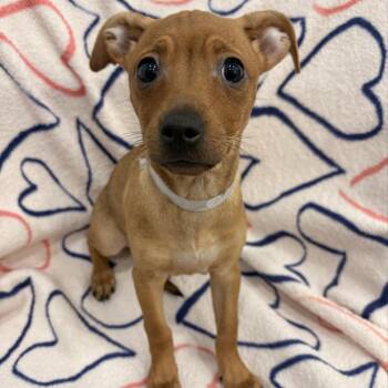 Dachshund and Chihuahua Dogs Available for Adoption in Hawthorne, California - Tiger Maple | PetCurious