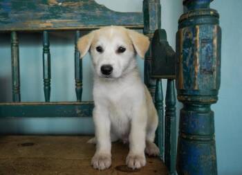 Great Pyrenees Dogs Available for Adoption in San Antonio, Texas - May | PetCurious