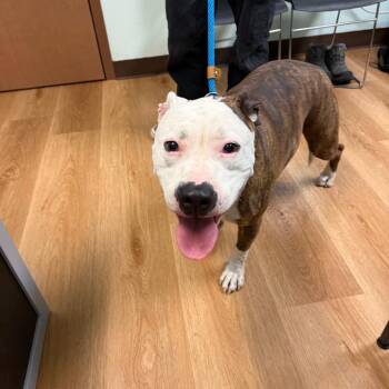 BC-Fio -  Pit Bull Terrier and Mixed Breed Dog for Adoption in Idaho Falls, Idaho - BC-Fio | PetCurious